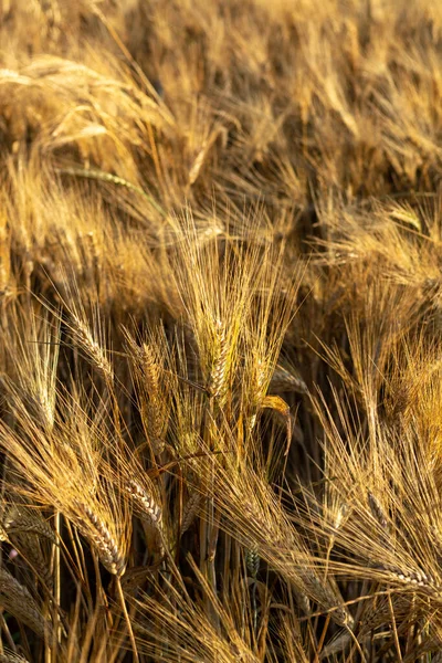Восход Солнца Спелых Пшеничных Полях Готовых Сбору Урожая Италии — стоковое фото