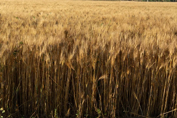 Sunrise Ripe Golden Wheat Fields Ready Harvest South Italy — Stock Photo, Image