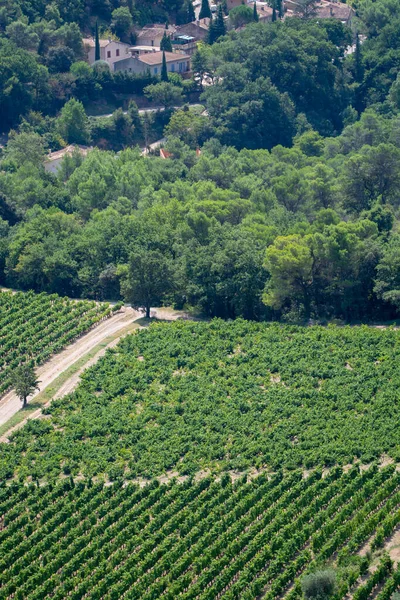 Uitzicht Rode Rose Wijndruiven Wijngaarden Frankrijk Vaucluse Gigondas Domein Chateau — Stockfoto