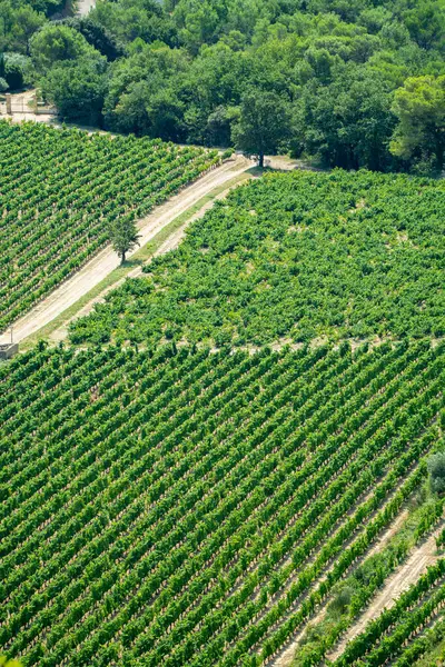 Uitzicht Rode Rose Wijndruiven Wijngaarden Frankrijk Vaucluse Gigondas Domein Chateau — Stockfoto
