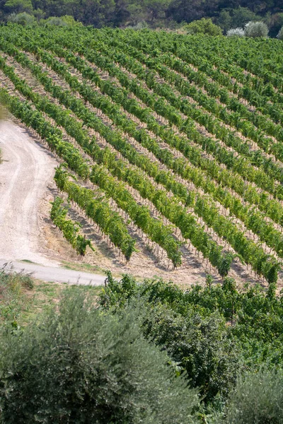 Вид Виноградники Червоного Або Рожевого Винограду Франції Vaucluse Gigondas Домен — стокове фото