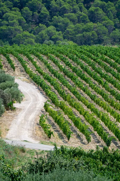 Vista Sobre Viñedos Uvas Vino Tinto Rosa Francia Vaucluse Dominio —  Fotos de Stock