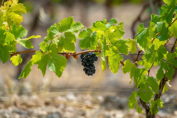 Vino Tinto Francés Aoc Planta Uvas Nueva Cosecha Uva Vino — Foto de Stock