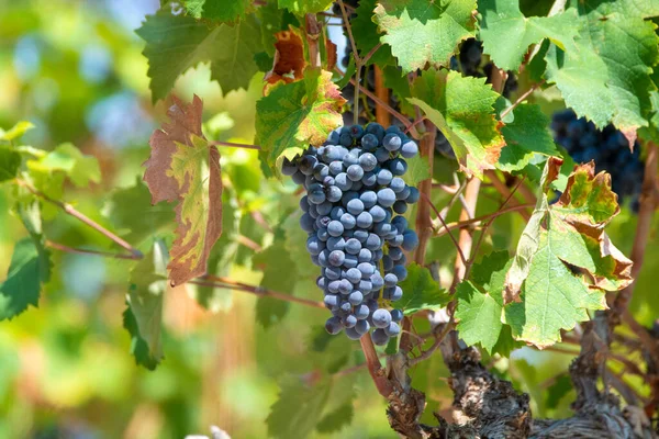 Franse Rode Aoc Wijndruivenplant Nieuwe Oogst Van Wijndruiven Frankrijk Vaucluse — Stockfoto