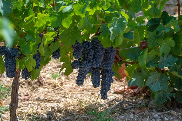 Franse Rode Aoc Wijndruivenplant Nieuwe Oogst Van Wijndruiven Frankrijk Vaucluse — Stockfoto