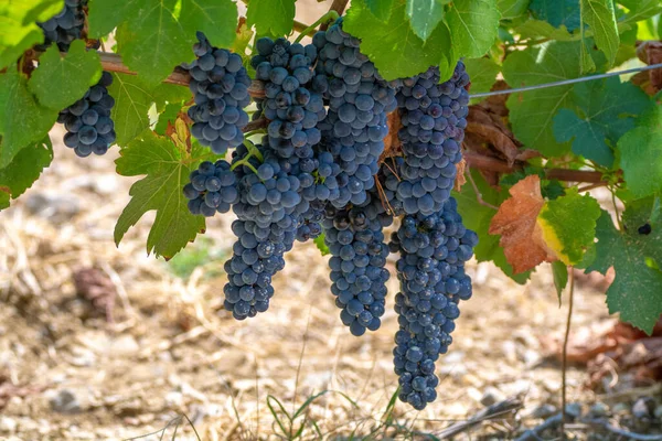 Fransız Kırmızı Aoc Şarap Üzümleri Fransa Yeni Şarap Üzümü Hasadı — Stok fotoğraf