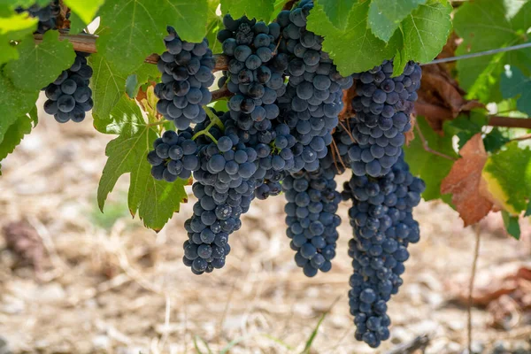 Vino Tinto Francés Aoc Planta Uvas Nueva Cosecha Uva Vino — Foto de Stock