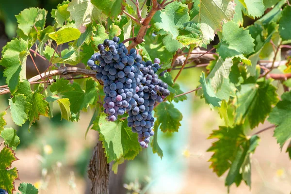 Rode Wijn Druiven Plant Nieuwe Oogst Van Zwarte Wijn Druif — Stockfoto