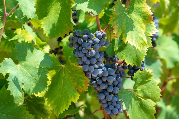 Kırmızı Şarap Üzümleri Yeni Hasat Edilmiş Siyah Şarap Üzümleri Yakın — Stok fotoğraf
