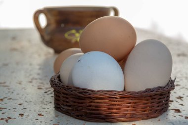 Bedava biyoloji çiftliğinden taze organik tavuk yumurtası