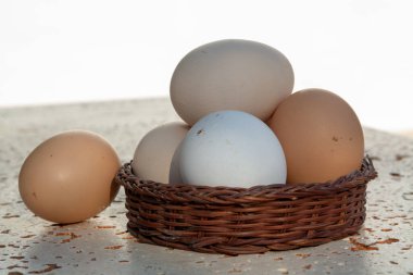 Bedava biyoloji çiftliğinden taze organik tavuk yumurtası