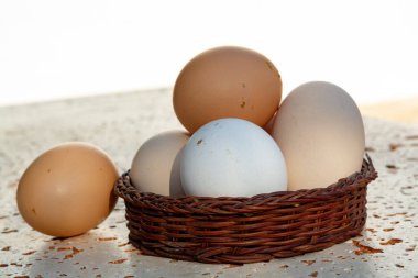 Bedava biyoloji çiftliğinden taze organik tavuk yumurtası