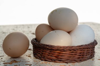 Bedava biyoloji çiftliğinden taze organik tavuk yumurtası