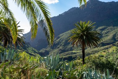 İspanya 'daki Masca, Tenerife, Kanarya Adaları, İspanya' daki Resimli köy