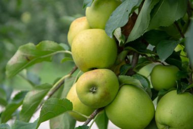 Yeni sağlıklı meyve hasadı, olgunlaşmış tatlı yeşil elma elma elması elma ağacında yetişiyor.
