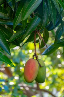 İspanya 'nın Gran Canaria adasında meyve bahçesinde yetişen büyük olgun mango meyveleriyle tropik mango ağacı..
