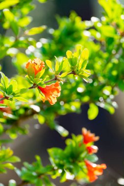 Kırmızı olgunlaşmamış meyveli yeşil nar ağacı yeni hasat için olgunlaşıyor.