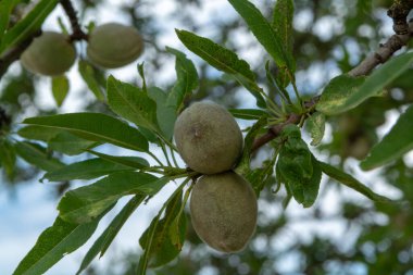 Badem ağacında yetişen yeşil badem fıstıkları