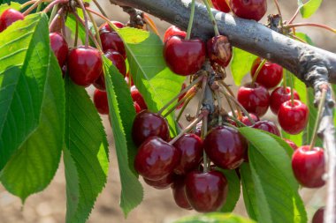 İtalya, Apulia 'da kiraz ağacının başkenti Cipy Turi yakınlarında taze kiraz meyveleriyle kiraz ağacı bahçesi.