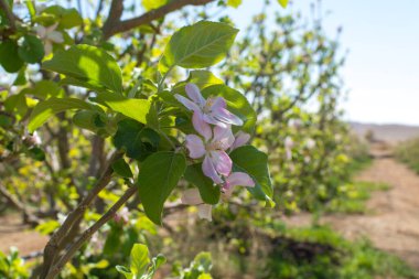 Güzel pembe elma ağacı çiçeği, Kibbutz meyve bahçesinde bahar zamanı Negev çölü, güneşli İsrail şubatta