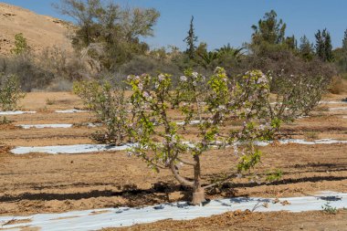 Güzel pembe elma ağacı çiçeği, Kibbutz meyve bahçesinde bahar zamanı Negev çölü, güneşli İsrail şubatta