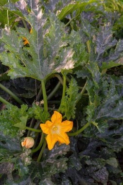 Kabak organik bitkiler serada yetişiyor, biyolojik gübrelerle gübrelenmiş.