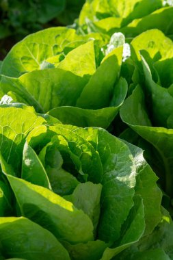 Taze organik yeşil marul yaprağı tarlada sebze yetişiyor, hasat etmeye hazır.