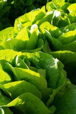 Taze organik yeşil marul yaprağı tarlada sebze yetişiyor, hasat etmeye hazır.