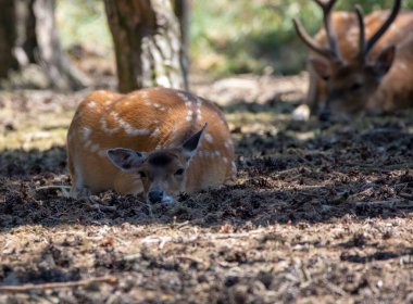Yavru geyik yerde dinleniyor. Yaklaş.