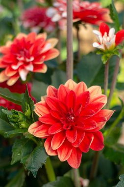 Yaz bahçesinde renkli yıldız çiçekleri