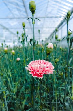 Dianthus caryophyllus 'un yetiştirilmesi, serada çiçek açan bitkiler.