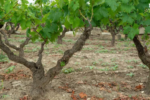 Vecchi Vigneti Alberello Tradizionali Con Filari Piante Primitive Uva Vino — Foto Stock