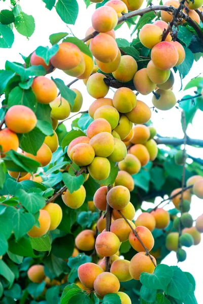 Sárgabarackfa Gyümölcsös Friss Érett Narancs Sárgabarack Gyümölcs Apulia Olaszország — Stock Fotó
