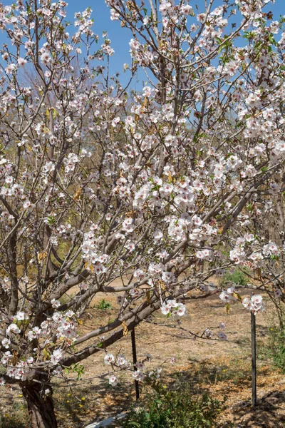 Kwiat Migdałów Wiosna Sadzie Tło Natury Błękitnym Niebem — Zdjęcie stockowe