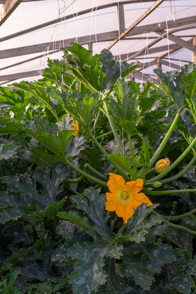Üvegházban Termesztett Biokomposzttal Megtermékenyített Cukkini Szerves Növények — Stock Fotó
