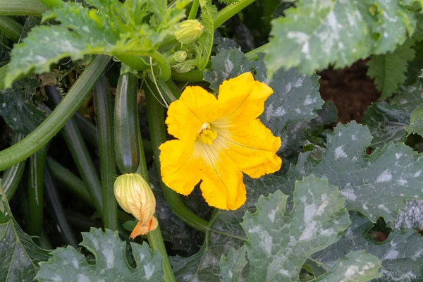 Zucchini Organické Rostliny Rostoucí Skleníku Hnojené Bio Kompostem — Stock fotografie