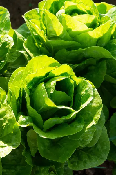 Fresco Verde Lechuga Verde Hoja Crecimiento Vegetal Aire Libre Campo — Foto de Stock