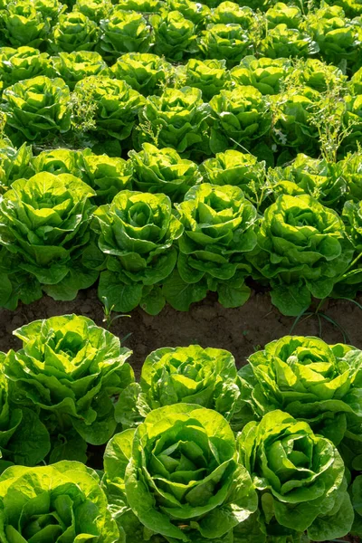 Fresco Verde Lechuga Verde Hoja Crecimiento Vegetal Aire Libre Campo —  Fotos de Stock