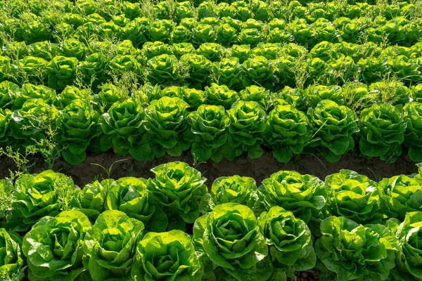 Fresco Verde Lechuga Verde Hoja Crecimiento Vegetal Aire Libre Campo — Foto de Stock