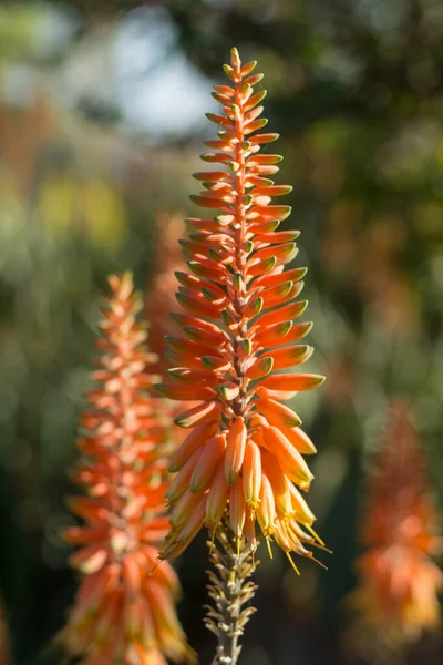 Fioritura Colorata Pianta Succulenta Medicinale Aloe Vera — Foto Stock