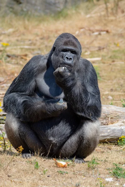 Grande Preto Peludo Masculino Gorila Macaco Sentar Grama Comer Comida — Fotografia de Stock