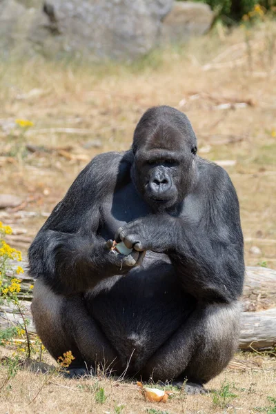 Große Schwarze Haarige Männliche Gorilla Affen Sitzen Auf Gras Und — Stockfoto