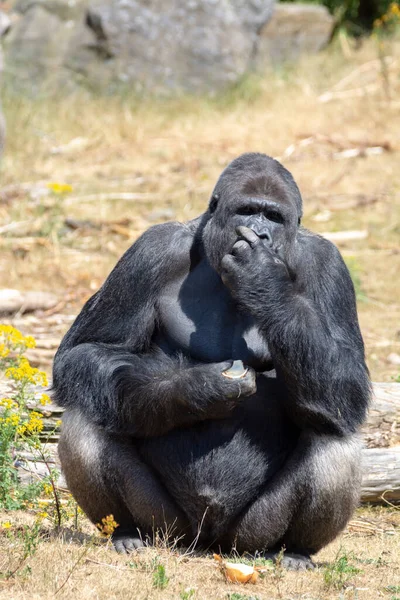 Grande Nero Peloso Maschio Gorilla Scimmia Sedersi Erba Mangiare Cibo — Foto Stock