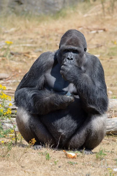Duży Czarny Owłosione Mężczyzna Goryl Małpa Siedzieć Trawie Jeść Jedzenie — Zdjęcie stockowe