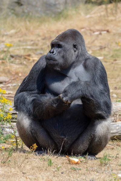 Groot Zwart Harig Mannetje Gorilla Aap Zitten Gras Eten Voedsel — Stockfoto