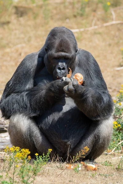 Grande Preto Peludo Masculino Gorila Macaco Sentar Grama Comer Comida — Fotografia de Stock