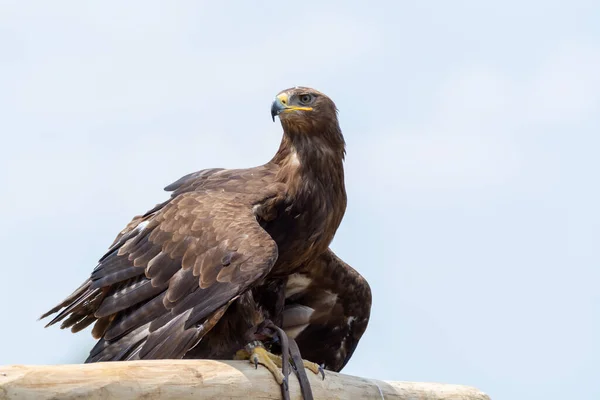 Águila Real Aquila Chrysaetos Una Las Aves Rapaces Más Conocidas — Foto de Stock