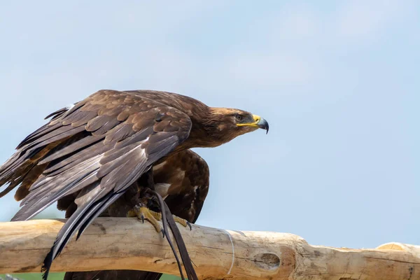 Águia Dourada Aquila Chrysaetos Uma Das Maiores Aves Rapina Mais — Fotografia de Stock