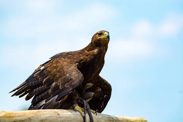 Águia Dourada Aquila Chrysaetos Uma Das Maiores Aves Rapina Mais — Fotografia de Stock