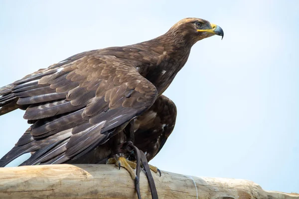 Águila Real Aquila Chrysaetos Una Las Aves Rapaces Más Conocidas — Foto de Stock